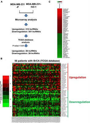 LOC550643, a Long Non-coding RNA, Acts as Novel Oncogene in Regulating Breast Cancer Growth and Metastasis